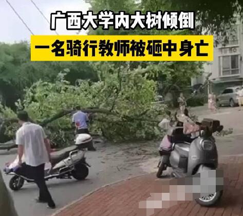 校方回应教师被树砸中身亡 原因太出乎意料了