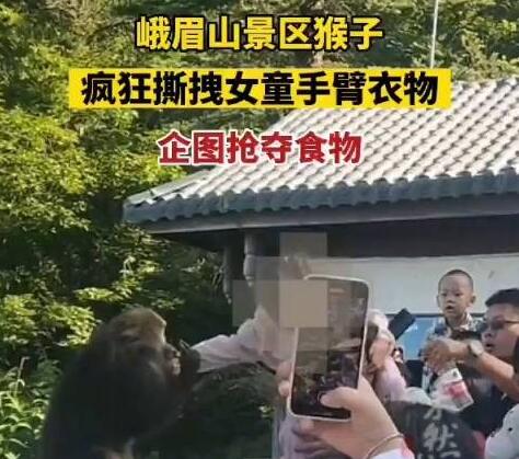 女童被峨眉山猴子撕拽抢夺食物 真相揭露真的令人大吃一惊