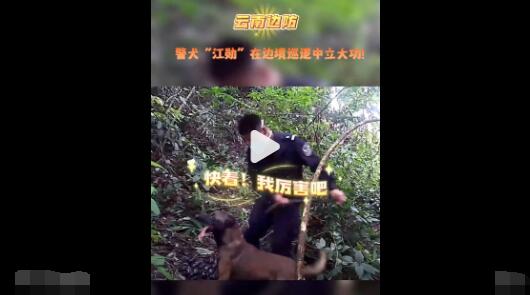 警犬强拽着民警找到密林中毒品 真相曝光简直太惊人了