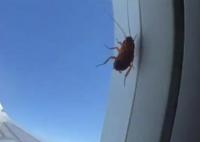 航司回应飞机舷窗上趴着蟑螂 真相曝光简直太惊人了