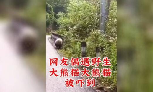 野生大熊猫被偶遇 下一秒拔腿就跑 