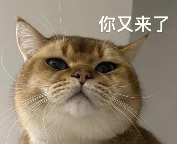 猫猫高兴的时候是怎样的 有什么表现?